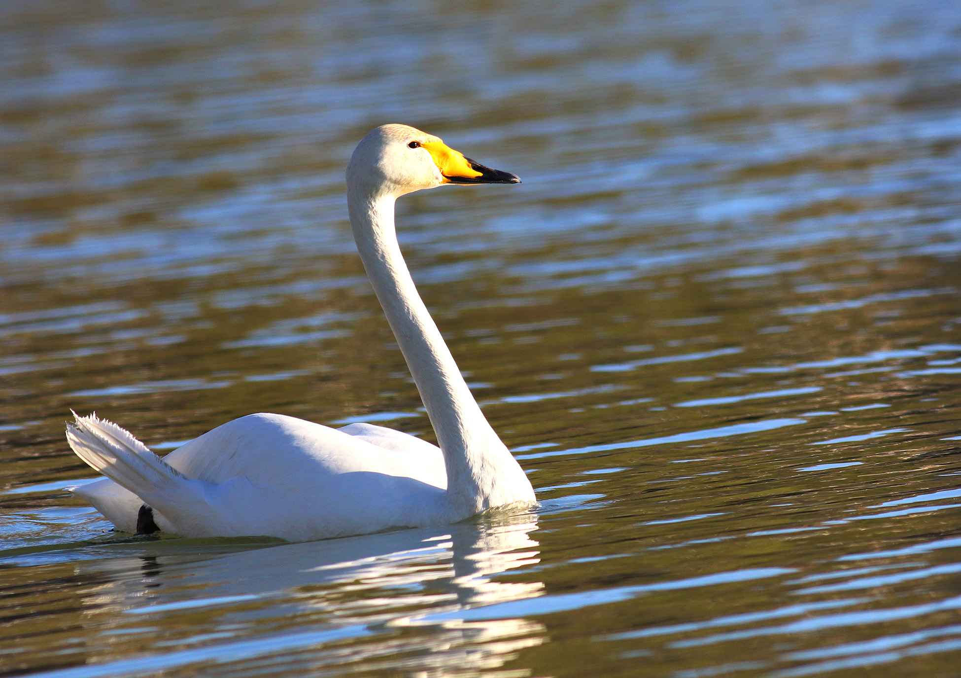Whooper Swan